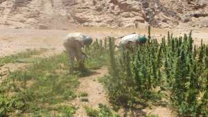 قوات إنفاذ القانون بالجيش الثالث الميدانى تدمر 4 مزارع لنبات البانجو المخدر