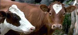 الزراعة تتبع نهج جديد فى حملاتها  لتحصين الماشية