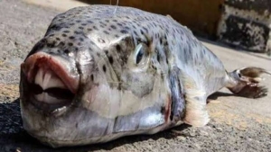 تحذير  وزارة الصحة المصرية من أضرار تناول سمكة الأرنب