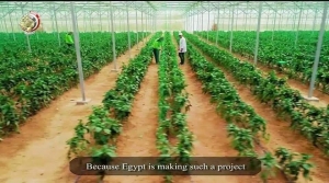 ثاني  أضخم مشروع صوب زراعية فى العالم في مصر