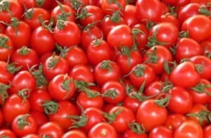 «الزراعة» تحذر من أحد أصناف «الطماطم» المنتشرة فى الأسواق