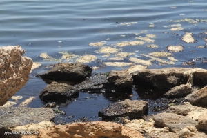 علوم البحار وشئون البيئة بالسويس يقوما بمعاينة التلوث الزيتى على شاطئ المعهد