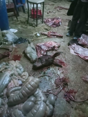 ضبط مزرعة تذبح الحمير والكلاب وتفرم لحمها قبل توزيعها على المواطنين بالإسماعيلية..