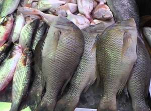طارق متولي فى بيان عاجل: تصدير الأسماك سبب كارثة.. وسمك &quot;الشعور&quot; وصل سعره الى 170 جنيها