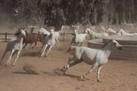 «الزهراء .. الكنز المصرى» .. أهم محطة خيول عربية أصيلة فى العالم «تُنهب» بفعل فاعل