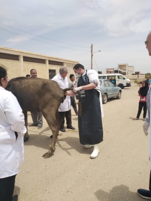 قافلة طبية لعلاج الماشية بالسويس بقرية يوسف السباعى