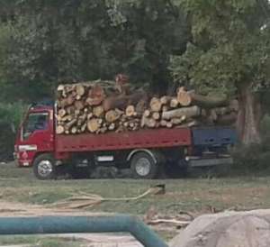 مذبحه &quot; الجنينه الفرنساوى&quot; ببورتوفيق اليوم ..قطع شجرة عمرها 50 سنة وسيارة نقل تحمل اخشابها لبيعه