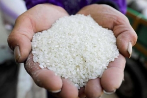 رئيس شعبةالأرز : تراجع سعره خلال الأيام المقبلة