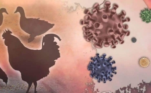 مخاوف من &quot;وباء جديد&quot; مع تحذير من سلالة إنفلونزا الطيور قد تكون أسوأ 100 مرة من &quot;كوفيد&quot;!