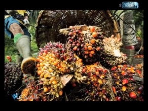 «الحداد»: زراعة نخيل الزيوت يوفر لمصر 4 مليارات دولار سنويًا