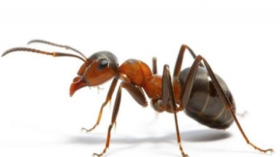 النمل ينتج المحاصيل الزراعية و المضادات الحيوية قبل البشر بملايين السنين