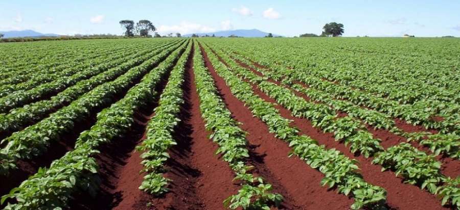 تقرير رسمي: الحكومة تفشل في إزالة 75% من التعديات على أراضي الإصلاح الزراعي