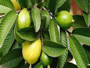 أوراق الجوافة تساعد على نمو الشعر وفقدان الوزن