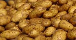 روسيا تستأنف استيراد البطاطس المصرية بعد 3 أشهر من الحظر