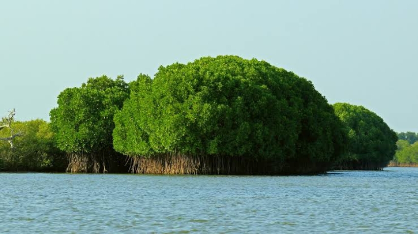 غابات «المنجروف» .. ثروة قومية تحقق التوازن البيئي
