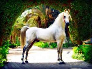 الحصان المصري &quot;تجويد&quot;.. بين أجمل 20 حصانا في العالم