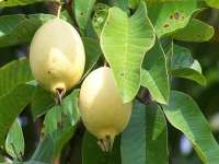 السعودية تحظر استيراد الجوافة من مصر
