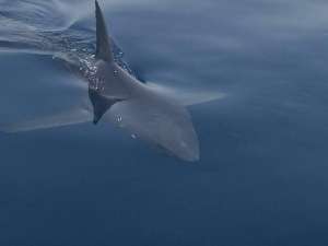 معهد علوم البحار والمصايد بالسويس ينشر بيانا عن حادث سمك القرش بالعين السخنة