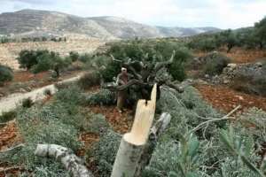 مستوطنون يقطعون 300 شجرة زيتون شرق رام الله