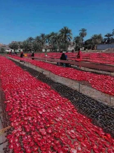 الأقصر تنافس ايطاليا فى صناعة الطماطم المجففة