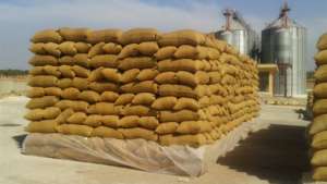 مصر تجرى أكبر مناقصة لاستيراد 410 آلاف طن من القمح الروسي