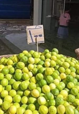 خبير زراعي يوضح أسباب ارتفاع سعر الليمون