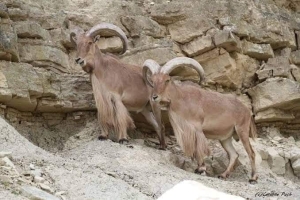 الي وزيري السياحة و البيئة ..لنحمي الكباش ....كما نحمي الطريق ..