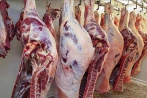 145 جنيها سعر الكيلو ... اول منفذ لبيع اللحوم التشادية