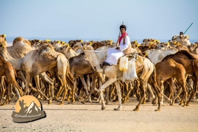 تجارة الجمال فى مصر .... من أين تأتى وأين تنتهى .... دراو - الشلاتين - برقاش