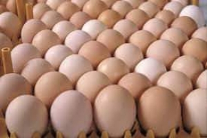 &quot;الزراعة&quot; تعلن تصدير بيض المائدة إلى البحرين للمرة الثانية